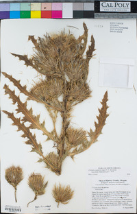 Cirsium eatonii image