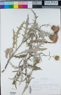 Cirsium wheeleri image