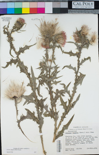 Cirsium vulgare image