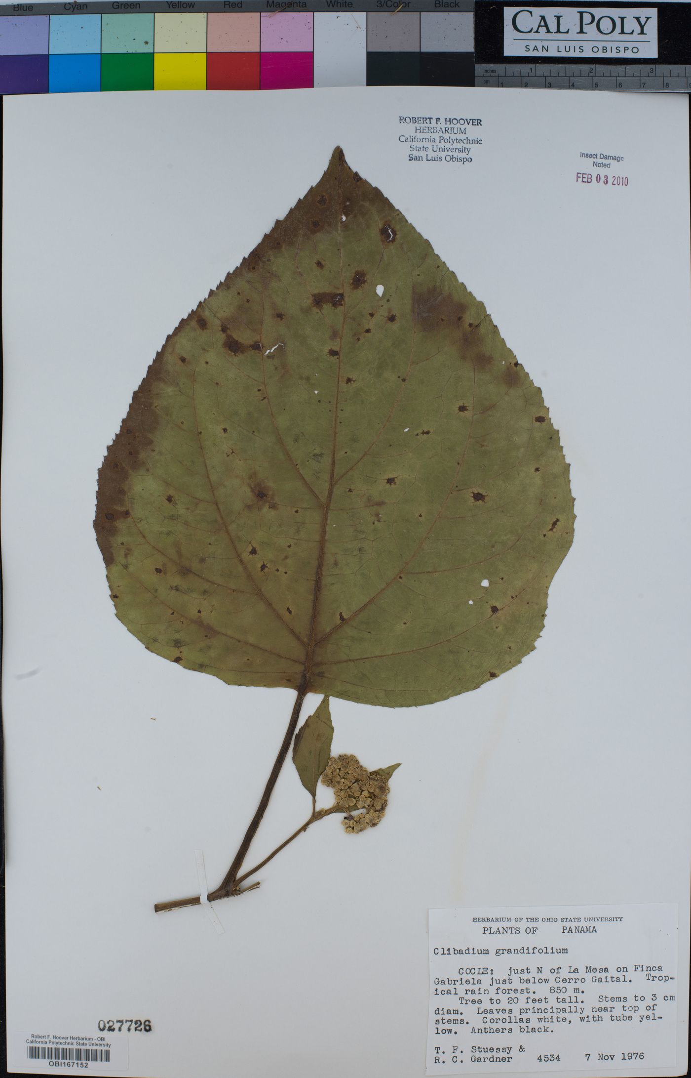 Clibadium grandifolium image
