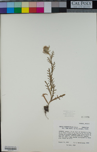 Conyza coronopifolia image