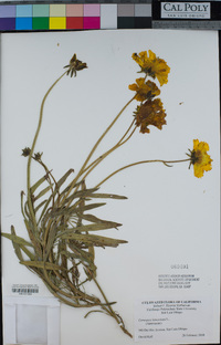 Coreopsis lanceolata image