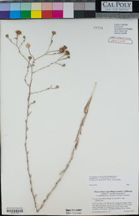 Corethrogyne filaginifolia image