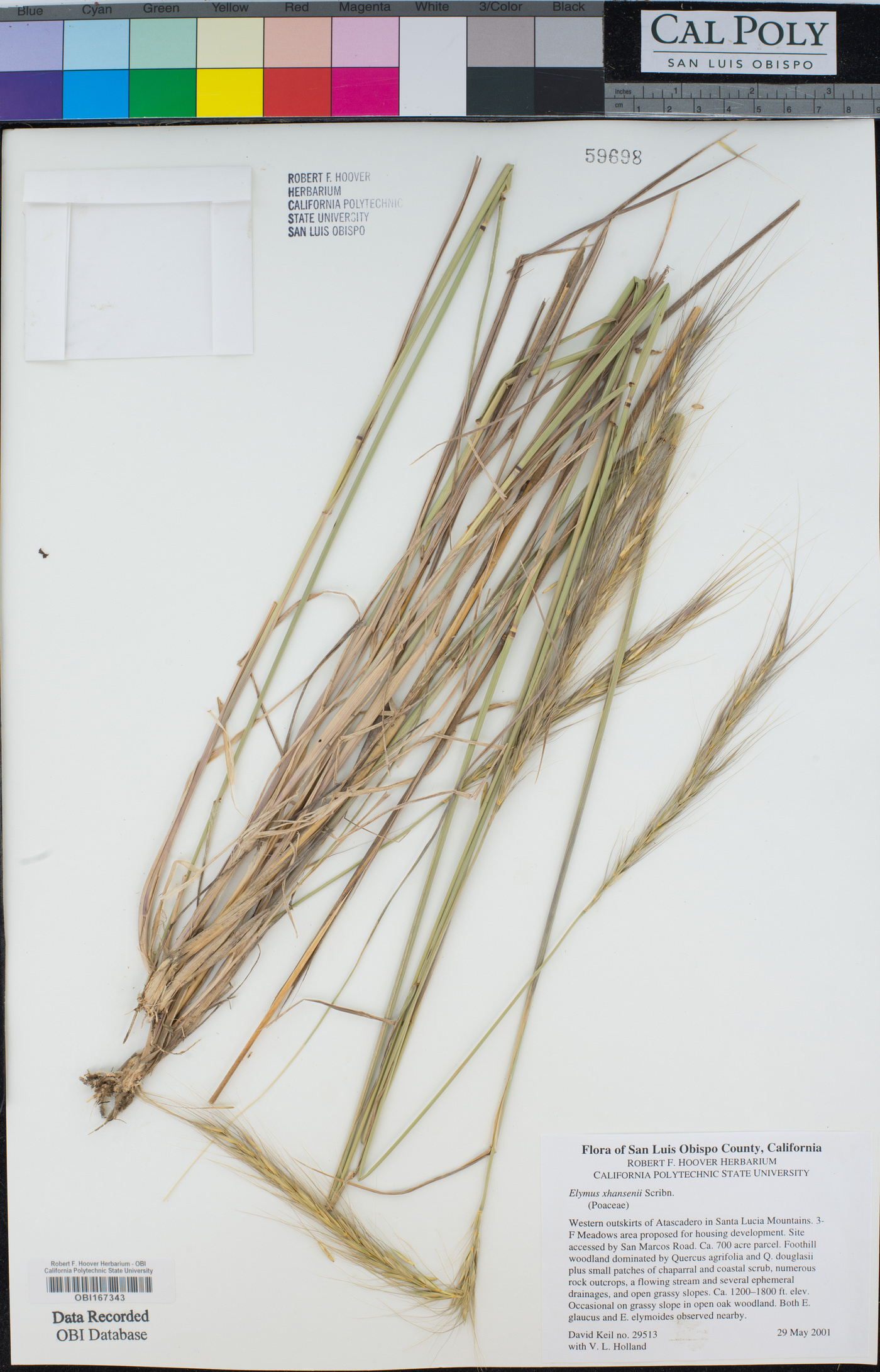 Elymus x hansenii image