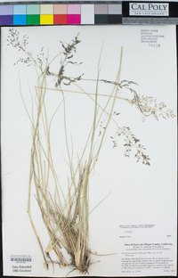 Eragrostis curvula image