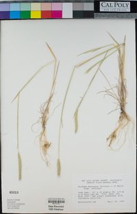 Hordeum depressum image