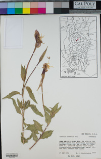Oenothera organensis image