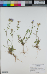 Dieteria bigelovii var. commixta image