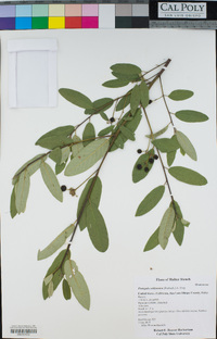 Frangula californica image