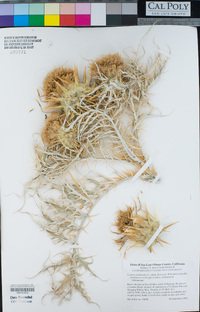 Cynara cardunculus image