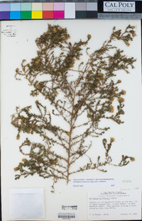 Deinandra minthornii image