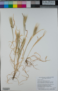 Hordeum murinum image