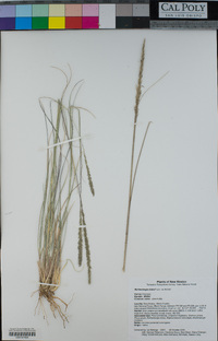 Muhlenbergia dubia image