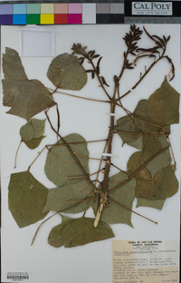 Image of Erythrina corallodendron