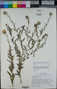 Dieteria asteroides var. asteroides image