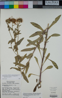 Dieteria bigelovii var. bigelovii image