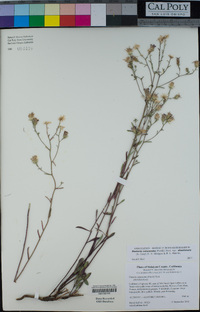 Dieteria canescens var. shastensis image