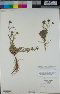 Dieteria canescens var. shastensis image