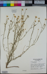 Erigeron divergens image