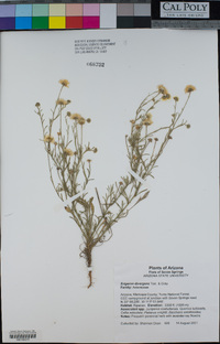 Erigeron divergens image