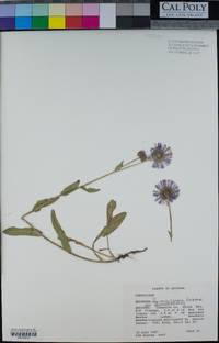 Erigeron formosissimus image