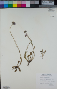 Erigeron formosissimus image