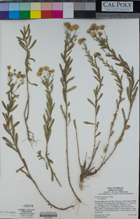 Erigeron inornatus image