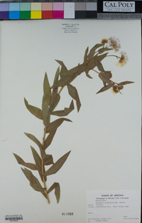 Erigeron vreelandii image