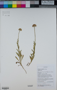 Erigeron supplex image