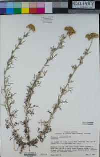 Eriophyllum confertiflorum image