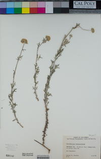 Eriophyllum confertiflorum image