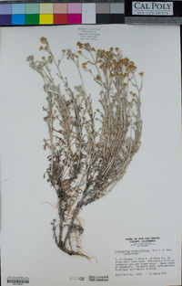 Eriophyllum confertiflorum image