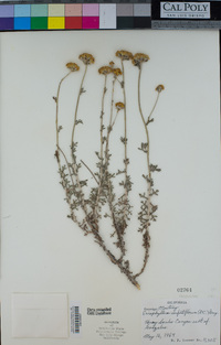 Eriophyllum confertiflorum image