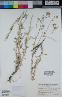 Eriophyllum confertiflorum image