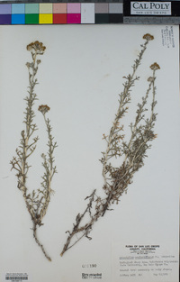 Eriophyllum confertiflorum image