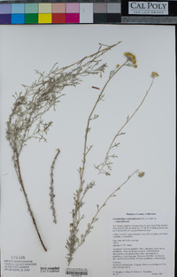 Eriophyllum confertiflorum var. confertiflorum image