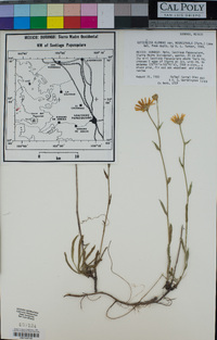 Gutierrezia alamanii var. megalocephala image