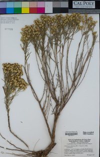 Gutierrezia californica image