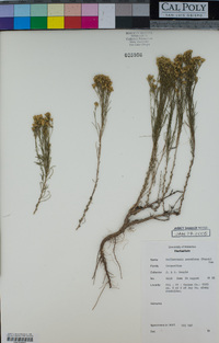 Gutierrezia sarothrae image