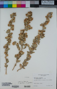 Hazardia squarrosa var. grindelioides image