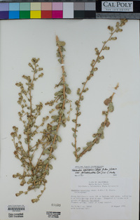 Hazardia squarrosa var. grindelioides image