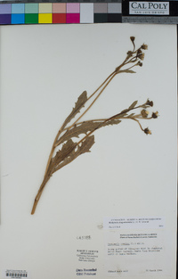 Hedypnois rhagadioloides image