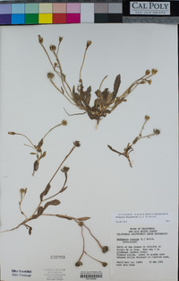 Hedypnois rhagadioloides image