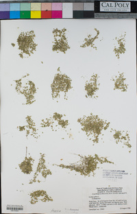 Lemna gibba image