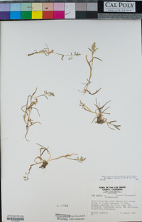 Poa annua image