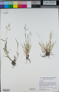 Poa annua image