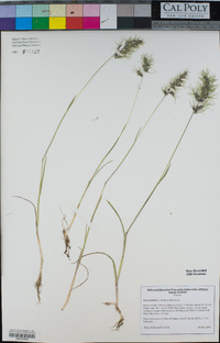 Poa bulbosa image