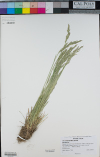 Poa secunda image