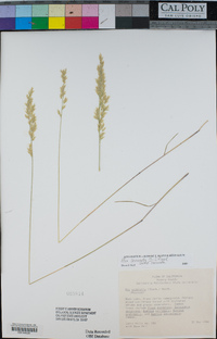 Poa secunda subsp. secunda image