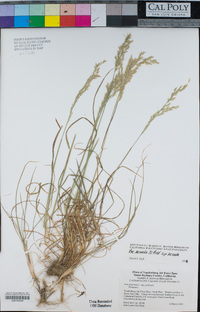 Poa secunda image